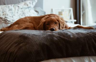 A red dog led on a grey blanket on the bed - Credit Conner Baker