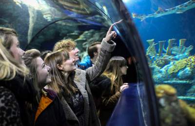 A group of women looking into a tank while walking through the tunnel at Bristol Aquarium - credit Bristol Aquarium