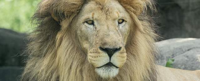 Lion at Franklin Park Zoo