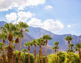 green palm trees, purple mountains and blue skies.