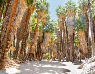 GPS24_Palm_Canyon_14_C