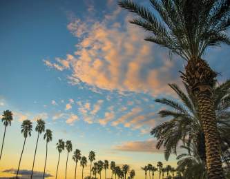 Palm trees and sunset