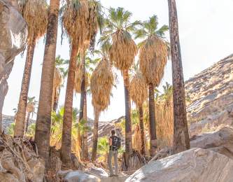 Female hiker next to palm trees on the Murray Canyon Trail in Indian Canyons