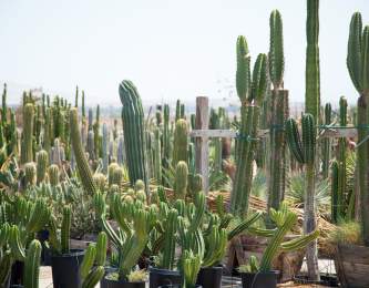 Mariscal Cactus and Succulents