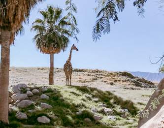 Giraffe and Palm Trees at the Living Desert Zoo