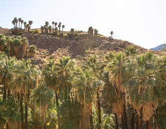 A row of California fan palm trees on the Palm Canyon Trail