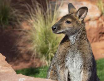 The Living Desert