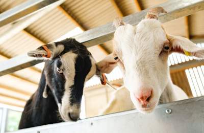 Two goats located at Forge Mill Farm. One is black with white patches on his nose. One is white with a pink nose.