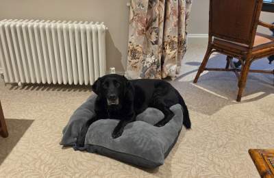 Ida on the dog bed provided in the room