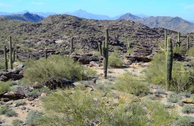 Seven Ways to Explore Chandler's Sonoran Desert