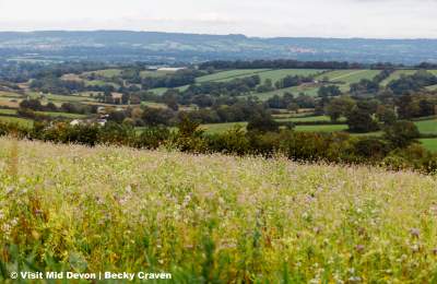 Cullompton landscape