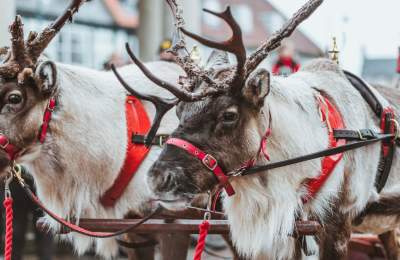 Reindeer at the Beverley Festival of Christmas