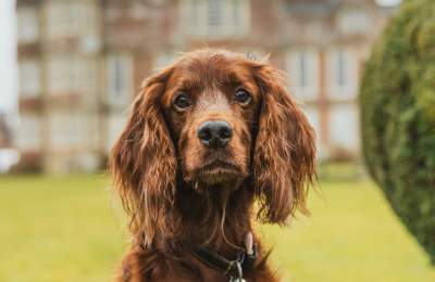 A brown dog in the grounds of Burton Agnes Hall in East Yorkshire
