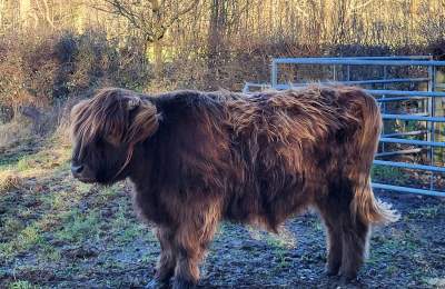 Highland Cattle at Stansted Park