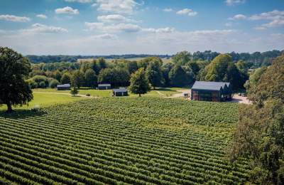 Ashling Park Vineyard