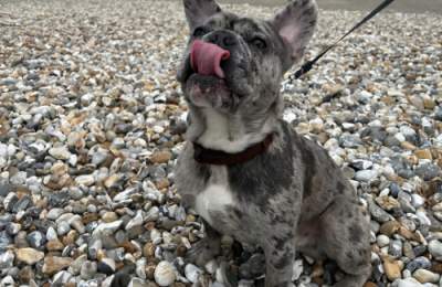 Balu, by Hayley Newbury @ Brackelsham Bay