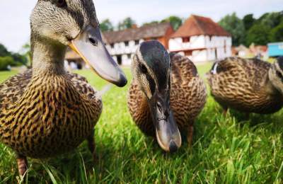 Ducks at Weald & Downland Living Museum