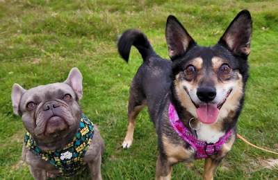 Heidi & Blu, by Emma Pomfrey @ Petworth Park