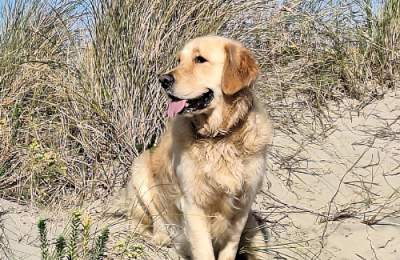 Jasper, by Fred Ellis @ East Head, West Wittering