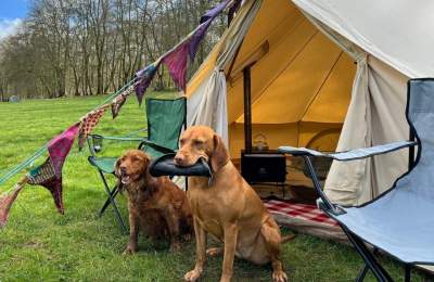 dogs sit in front of a bell tent