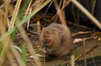 Water Vole at WWT Arundel