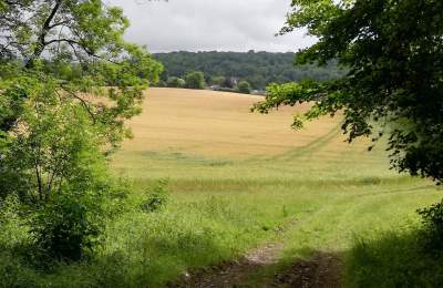 Countryside at Compton, West Sussex