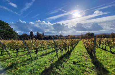 a view of vines in autumn at Stopham