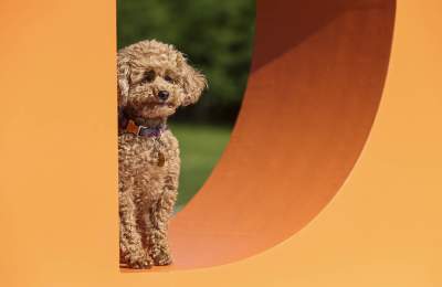 A poodle at Goodwoof