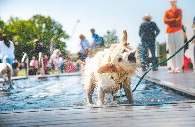 a dog shakes off after a dip at goodwoof