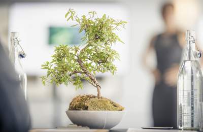 a picture showing bottles of water, a bonsai tree and a person