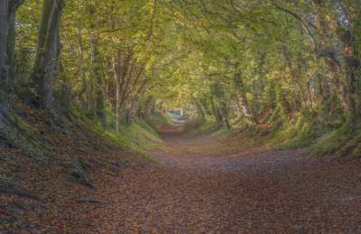 Halnaker Tree Tunnel in autumn