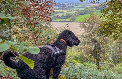 Sully, by Jeanna Lee @ South Downs Way, Harting