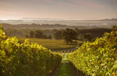 Blackdown Ridge Vineyard
