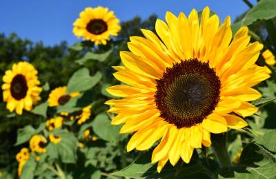 An image of sunflowers in a field with blue sky