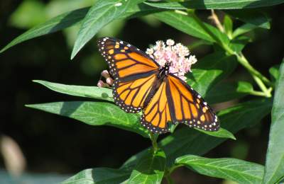 Monarch Butterfly