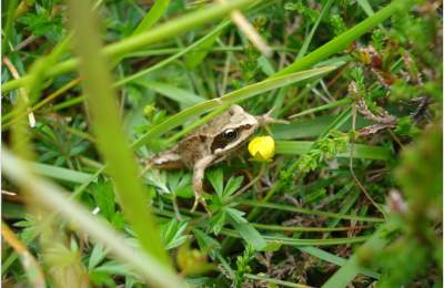 Kerry_Biodiversity