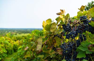 5 Wine Varietals to Try in Loudoun