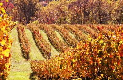 Celebrate Virginia Wine Month in Loudoun