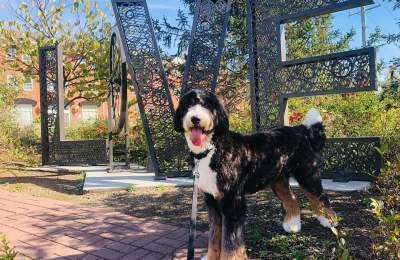 Best Dog-Friendly Businesses in Loudoun