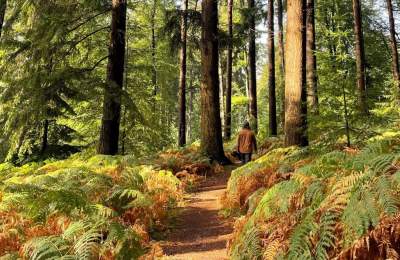 Walking in the New Forest Early Autumn