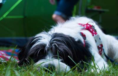 Dog on grass outside tent at campsite