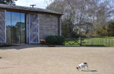 Dog outside self catering property in the New Forest