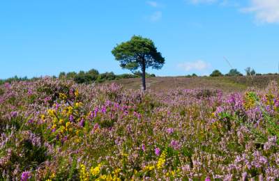 Heather in the summer in the New Forest
