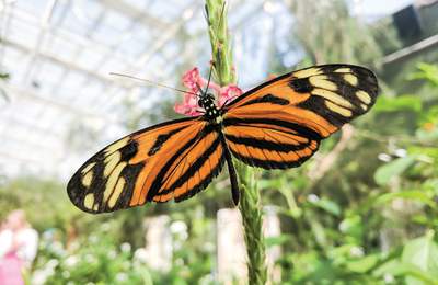 One of the over 60 species of butterflies at Butterfly Wonderland
