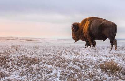 frosted grasslands in badlands national park with bison