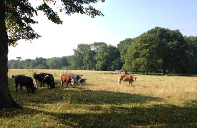 Cows in a field