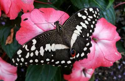 A tropical butterfly sitting on a pink flower
