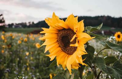 The Sunflower State gets a website redesign