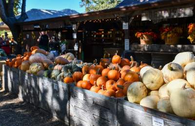 avila valley barn fall pumpkins