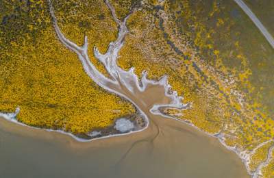 Aerial view of a golden SLO CAL marsh estuary: braided tidal channels weave through bright yellow salt grass, spilling into sandy mudflats. A curvy road traces the top edge—classic California coast scenery.